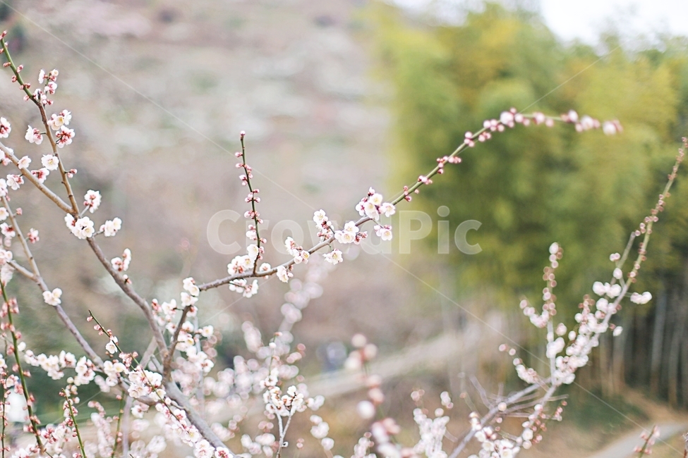 하동,hadong,매화,매화축제,매화꽃,꽃,flower,봄,계절,spring,season,식물,자연,plants,nature,꽃,flower,plant,blossom