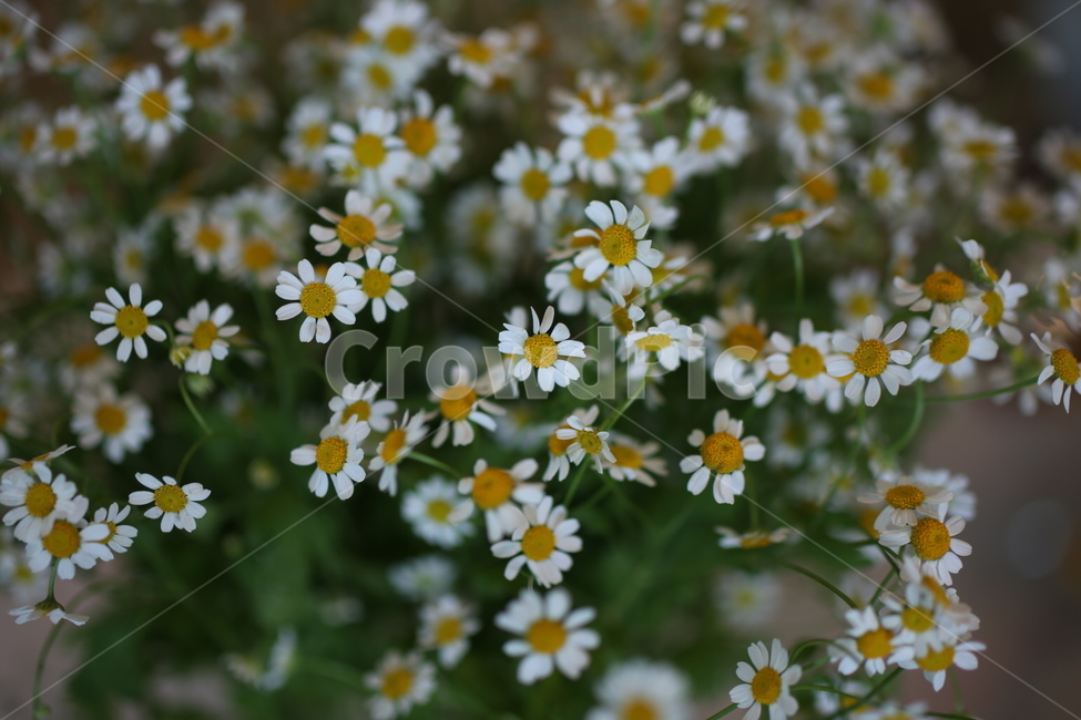 꽃,식물,daisy,flower,plant,식물,자연,plants,nature,꽃,flower