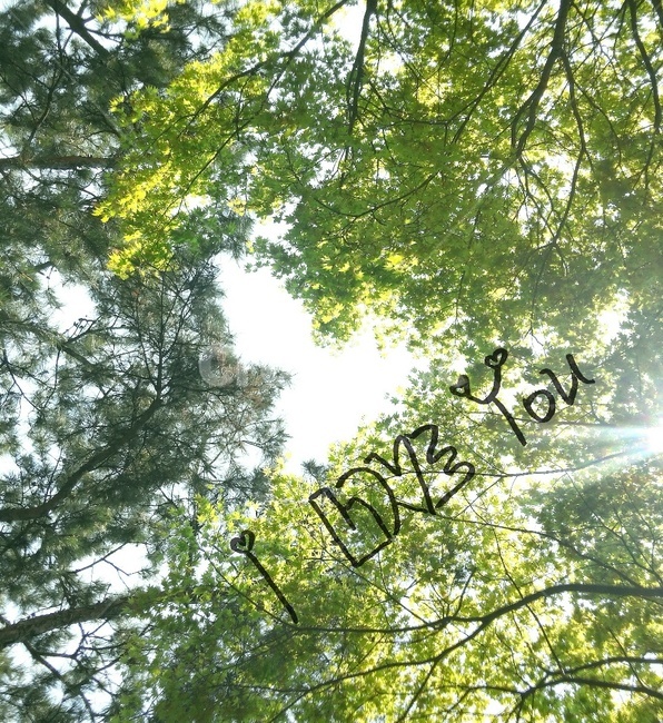 사랑,하트,러브,캘리그라피,영어,자연,풍경,nature,landscape,캘리그라피,손글씨,calligraphy,light,빛,flare,플레어,sunlight,햇빛,tree,나무,plant,식물