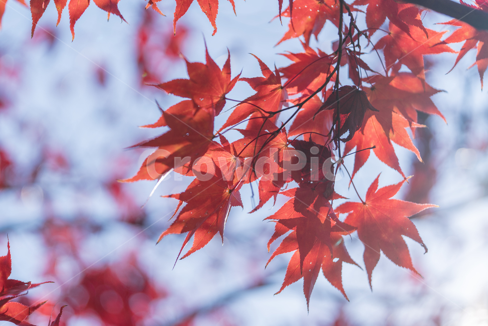 가을,낙엽,아침햇살,햇살,매크로,붉은납엽,가을,계절,fall,autumn,season,leaf,잎,plant,식물,tree,나무