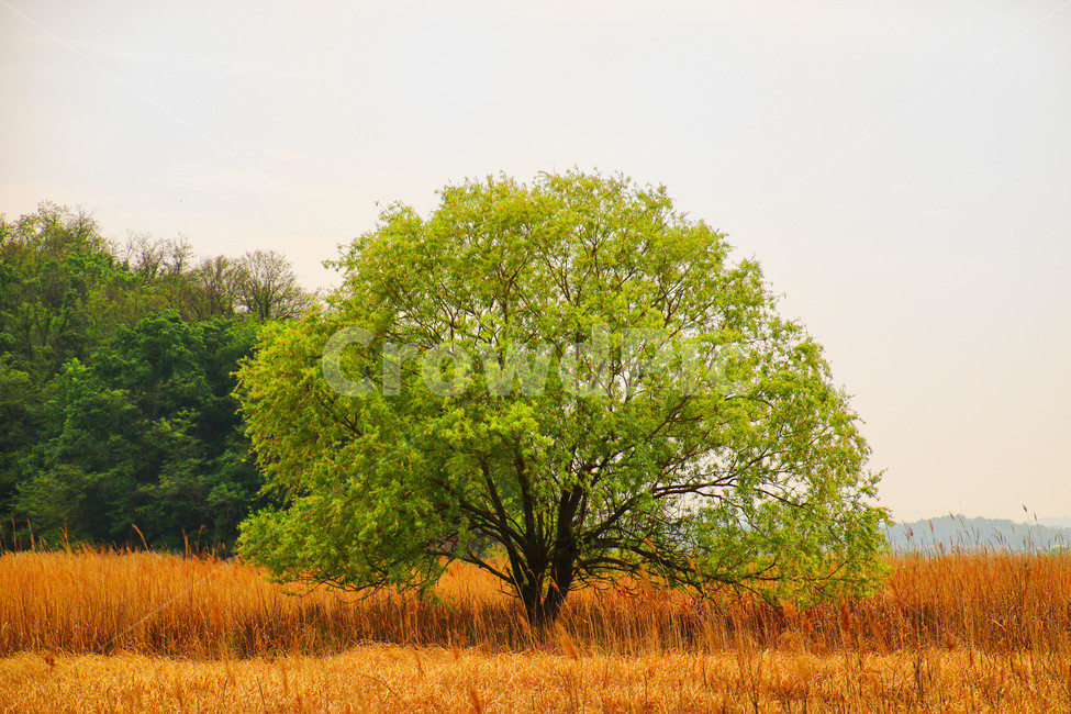 나홀로나무,억세,느낌,감성,자연,자연,풍경,nature,landscape,식물,plants,나무,trees,wood,plant,tree,field,들,grassland,목초지,outdoors,옥외,savanna,대초원
