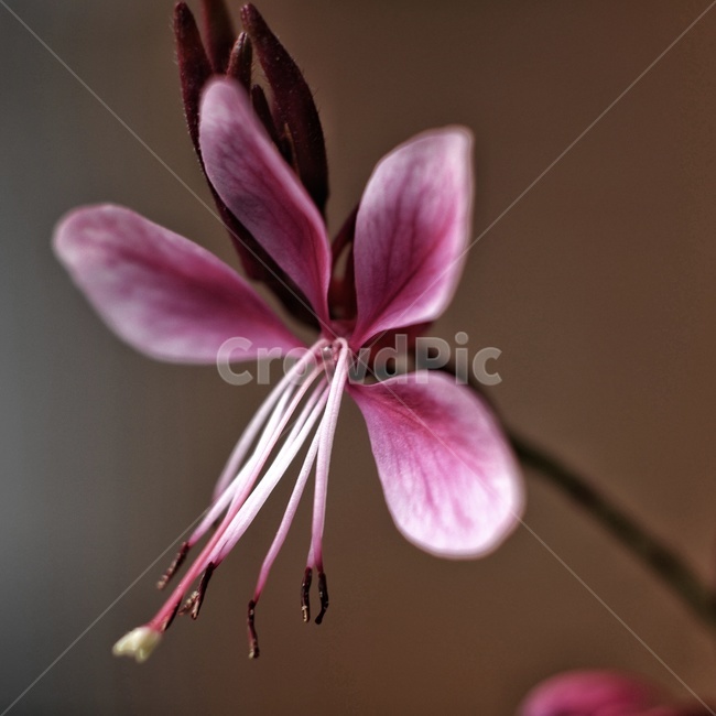 꽃,잎,잎보라,보라,꽃말은,식물,자연,plants,nature,꽃,flower