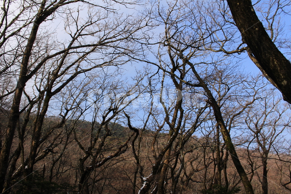 tree,나무,식물,하늘,산,자연,풍경,nature,landscape