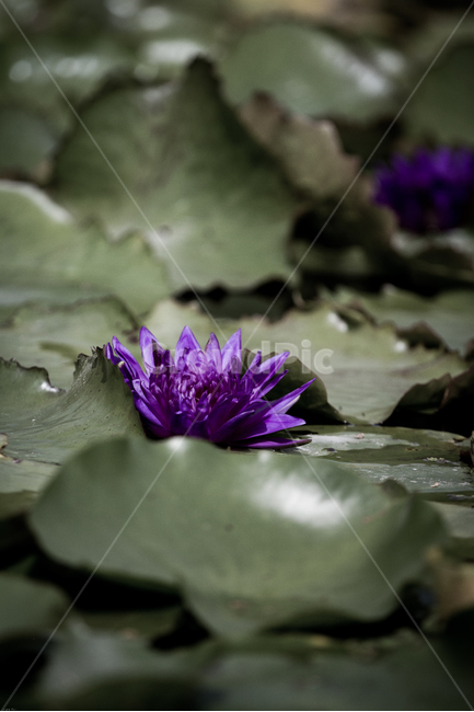 연꽃,연못,여름꽃,연꽃축제,꽃,연잎,웅덩이,보라색,여름,식물,자연,plants,nature,꽃,flower