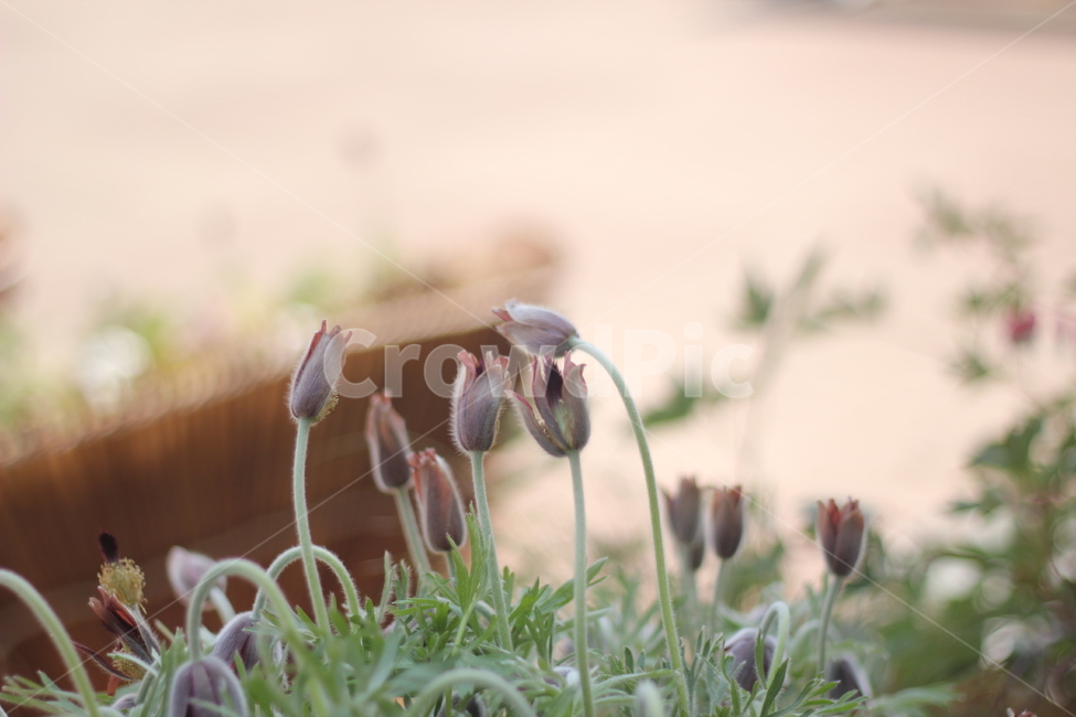 할미꽃,원예,꽃,꽃밭,식물,flower,colorsense,plants,색상,색채,색깔,색감,이쁜꽃,자연,nature,화분,빛,보라색꽃,잎,식물,자연,plants,nature,꽃,flower