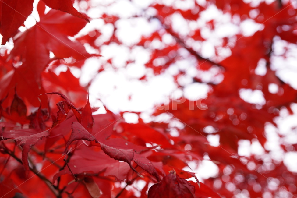 leaf,잎,plant,식물,tree,나무,maple,단풍,가을,계절,fall,autumn,season