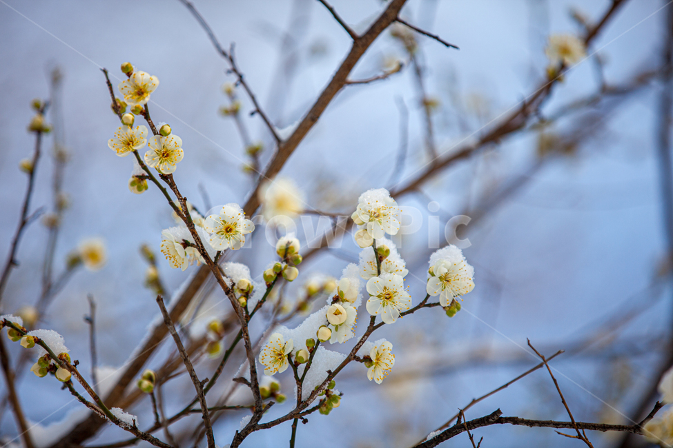 flower,봄,실외,클로즈업,봄꽃,매실,흰색,흰색꽃,매화,만개,백매,백매화,설중매,눈,겨울,snow,outdoors,옥외,nature,자연,blossom,꽃,plant,식물,식물,자연,plants,nature,꽃,flower