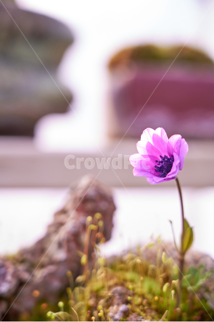 비닐하우스,봄,꽃,flower,flowers,blossom,beautiful,정원,화원,아름다운,식물,자연,plants,nature,꽃,flower