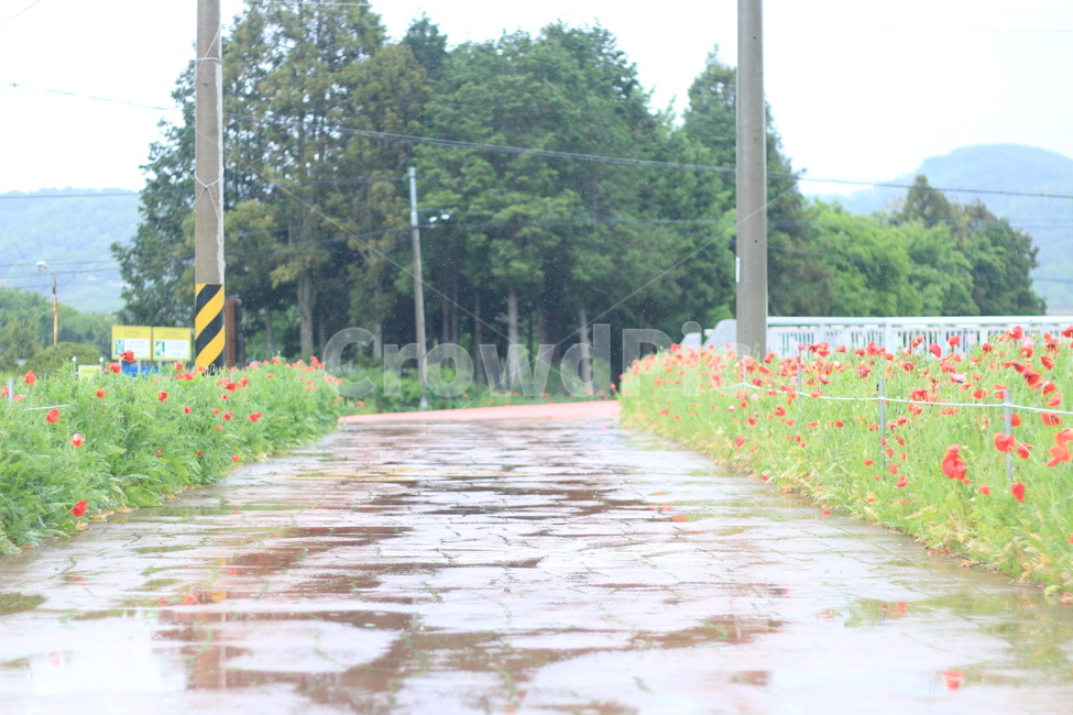 여름,시작,양귀비,위안,꽃,시골,마을,풍경,landscape,country,rural,town