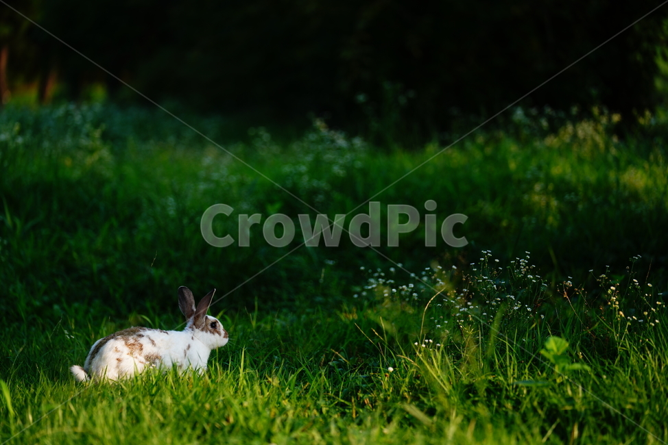 토끼,동물,생명,생물,자연,rabbit,animal,포유류,포유류,mammal