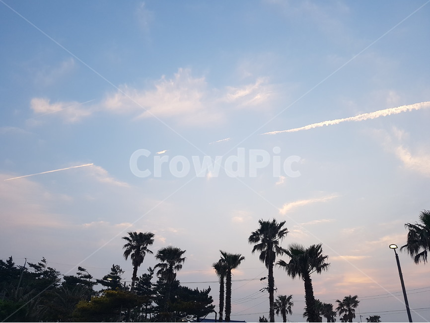 구름,하늘,석양,나무,sunset,자연,풍경,nature,landscape,palm tree,야자수,tree,plant,식물