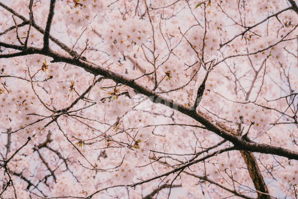벚꽃,봄,나무,분홍,cherryblossom,봄,계절,spring,season,식물,자연,plants,nature,꽃,flower,plant