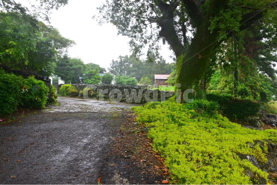 scenery,풍경,outdoors,옥외,landscape,경치,plant,식물,tree,나무,grassland,목초지,nature,자연,treetrunk,나무줄기,제주도,길,돌담장,담장,제주돌담장