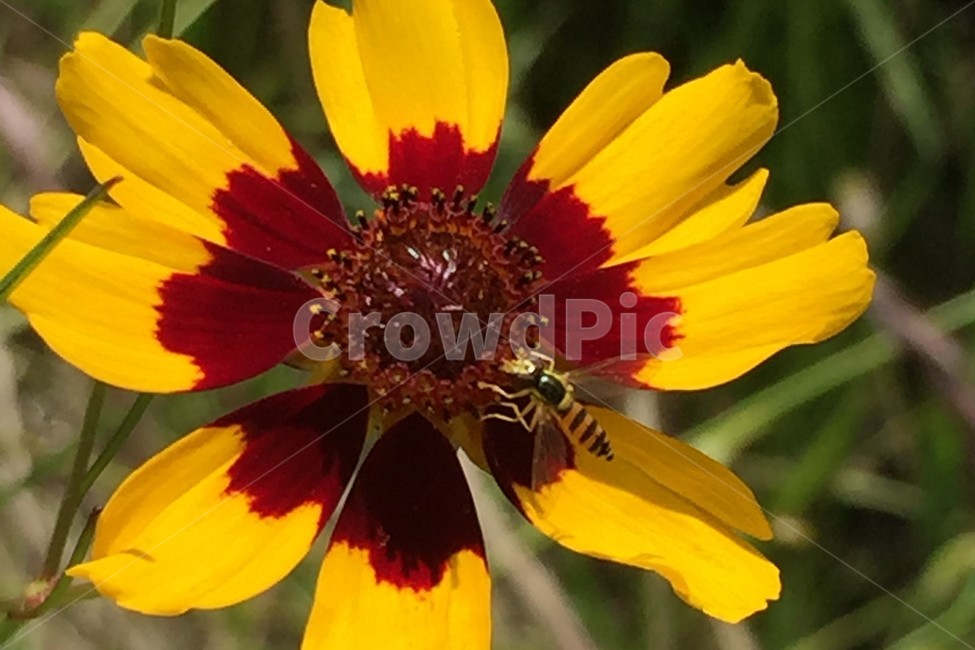 꽃,노란꽃,flower,벌,bee,꿀벌