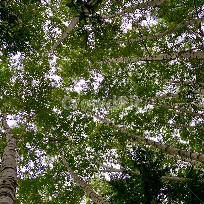 자작나무,풍경,자연,식물,숲속,tree,초록,green,피톤치드,싱그러움,healing,feeling,birch,가을하늘,하늘,숲,낙엽교목,낙엽,쌍떡잎식물