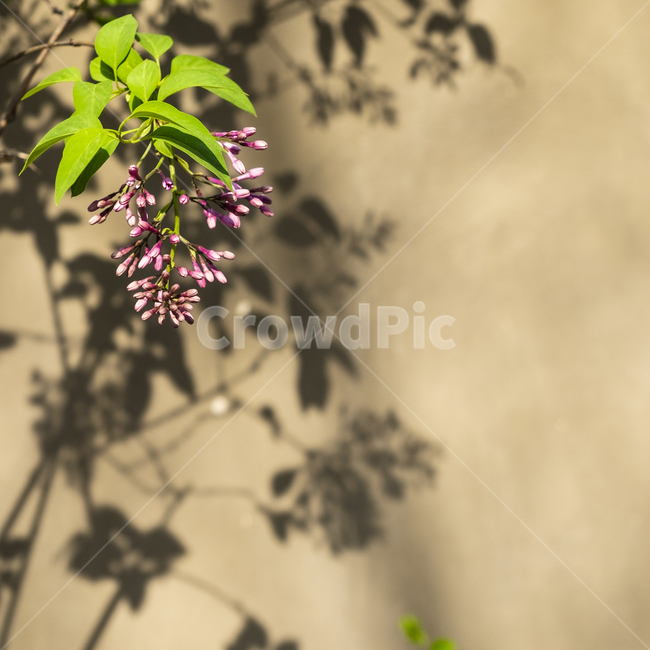 plant,식물,꽃,여름,flower,식물,자연,plants,nature,꽃,flower
