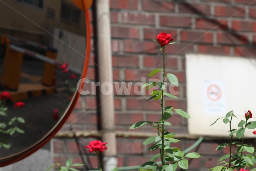 장미,꽃,풍경,계절,자연,식물,자연,plants,nature,꽃,flower