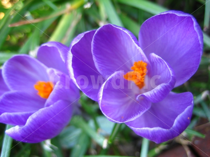꽃,식물,부드러움,순수,애틀란타,식물,자연,plants,nature,꽃,flower