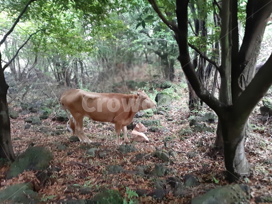 소,송아지,들소,자연,animal,동물,포유류