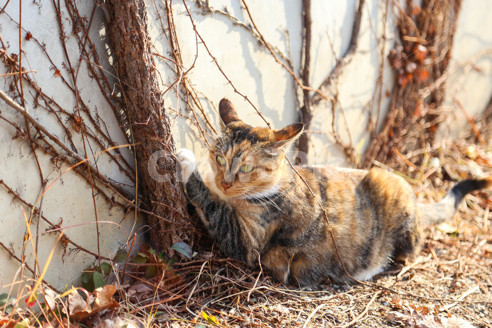 고양이,길고양이,동물,포유류,반려동물,cat,animal,mammal,kitten,kitty,애완동물,동물,animal,포유류,mammal,고양이,cat,kitten,kitty