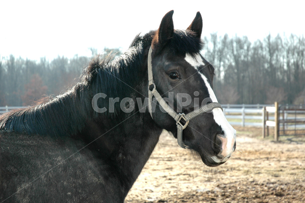 말,animal,동물,포유류,horse,동물,animal,포유류,mammal