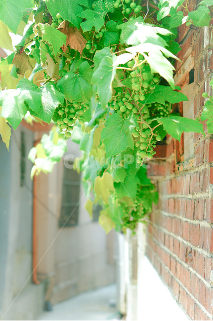 포도,청포도,포도덩굴,잎사귀,푸른,초록,벽,벽돌,거친,자연,골목,grape,climbingplant,leaf,green,wall,brick,rough,nature,street,식물,자연,plants,nature