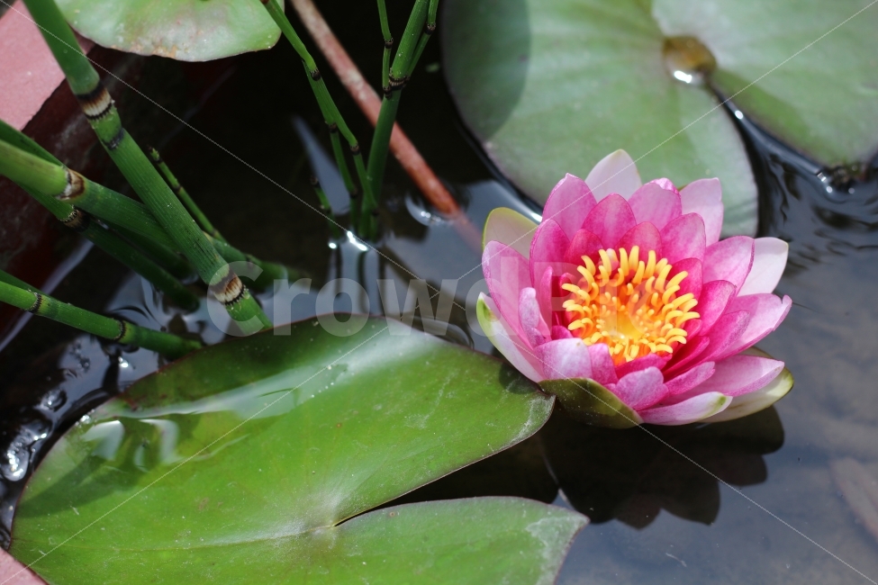 수련,꽃,연못,연꽃,핑크,식물,식물,자연,plants,nature,꽃,flower