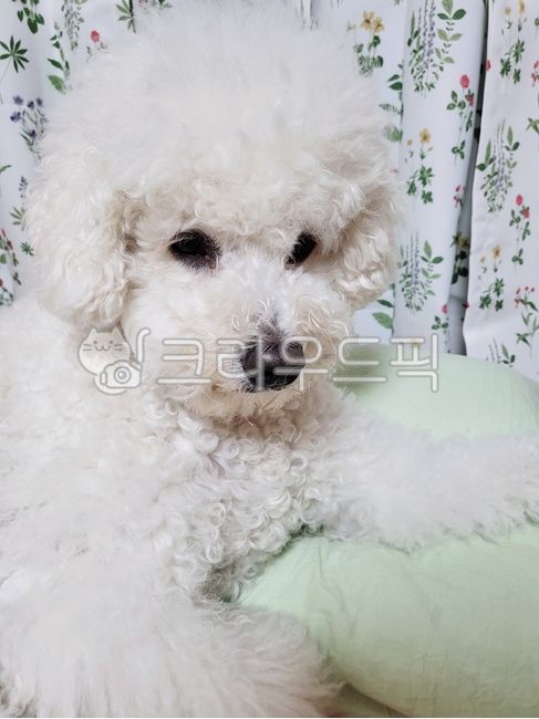 비숑프리제,비숑,강아지,동물,animal,pet,dog