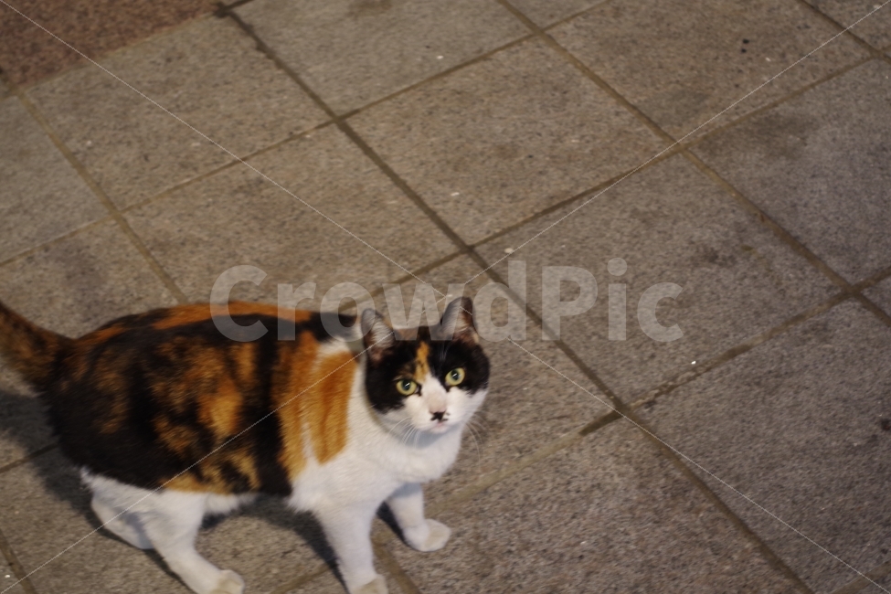 고양이,길냥이,거리,유기묘,도둑고양이,코리안숏헤어,삼색이,동물,animal,포유류,mammal,고양이,cat,kitten,kitty