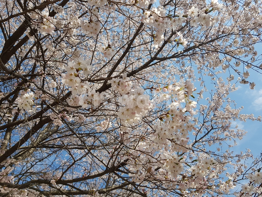 꽃,벚꽃,봄,flower,축제,벚꽃축제,나무,식물