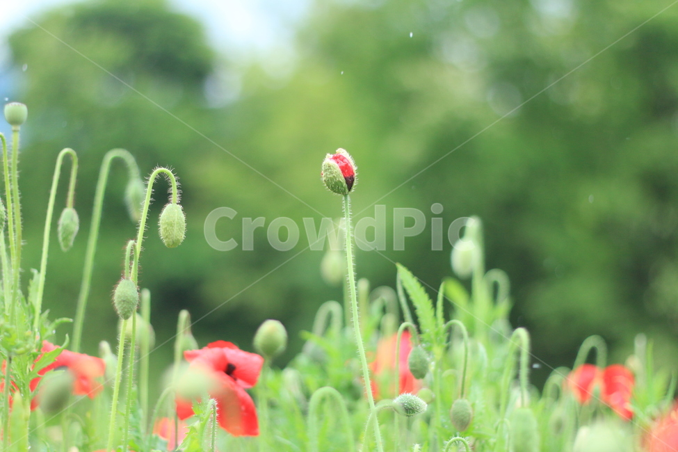 여름,시작,양귀비,위안,꽃,식물,자연,plants,nature,꽃,flower