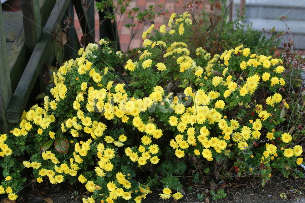 들국화,들국화꽃,구절초,국화,쑥부쟁이,식물,자연,plants,nature,꽃,flower