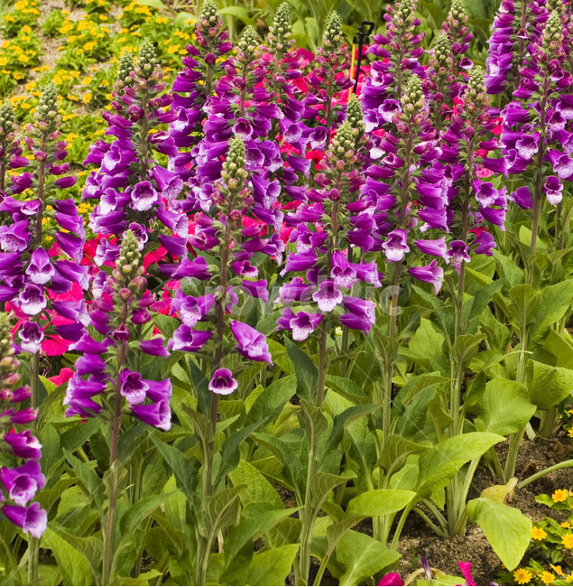 plant,식물,flower,꽃,blossom,패턴,초록,green,자연,계절,nature,무생물,식물,자연,plants,nature,꽃,flower