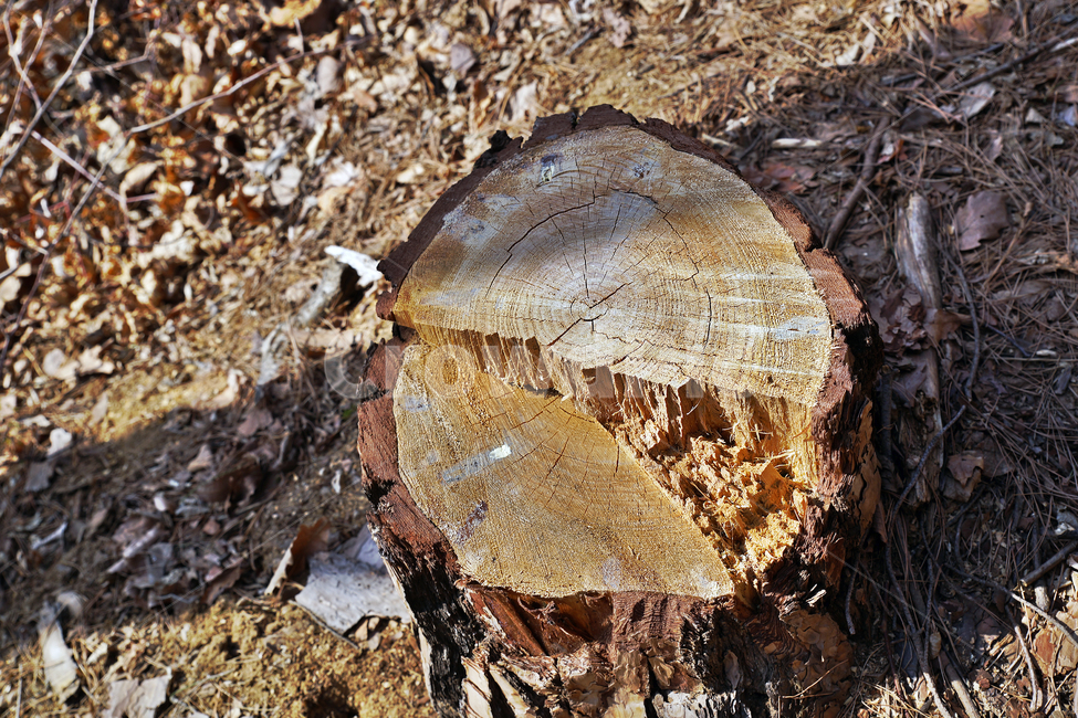 그루터기,벌목,야산,나이테,stump,나무