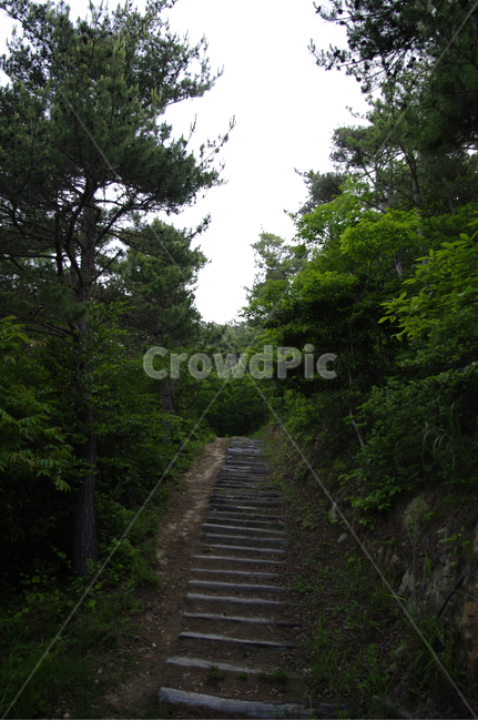 나무,길,숲,돌계단,식물,자연,풍경,nature,landscape,outdoors,옥외,slate,슬레이트