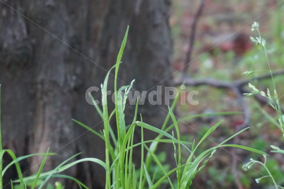 나무,풀,4월,새순,초록,녹색,풀꽃,봄,식물,자연,plants,nature