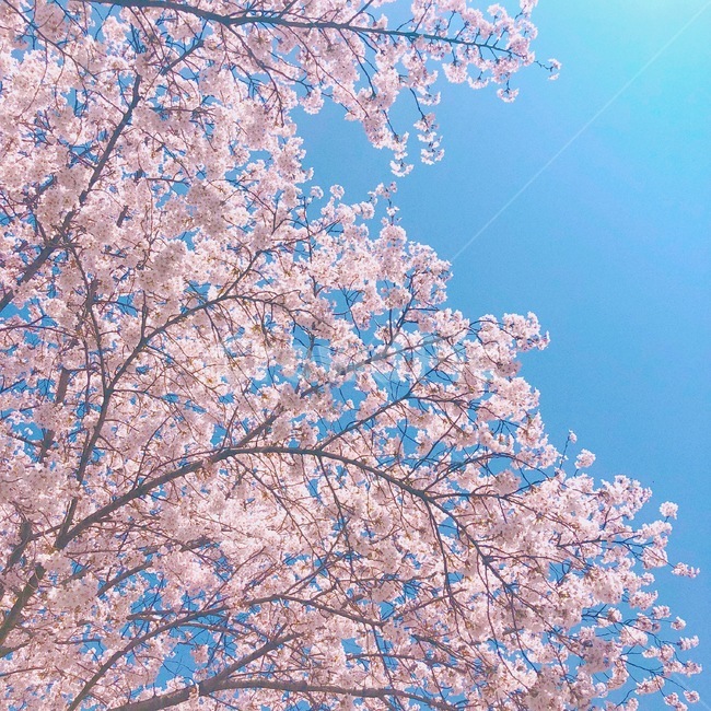 벚꽃,은평구,꽃놀이,봄,따뜻함,계절,불광천,봄,계절,spring,season,식물,자연,plants,nature,꽃,flower,plant,blossom,cherry blossom