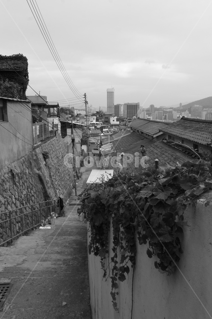 넝쿨,골목,달동네,전깃줄,기와지붕,골목길,alley,흑백,모노톤,monochrome,black and white