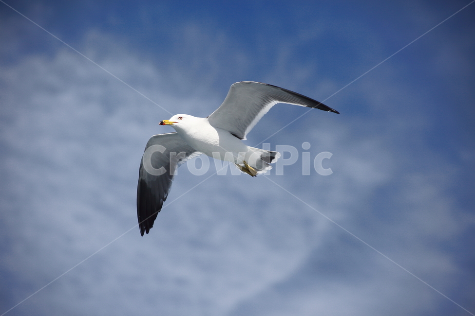 갈매기,바다새,대형조류,commongull,mewgull,laruscrassirostris,괭이갈매기,동물,animal,조류,새,birds