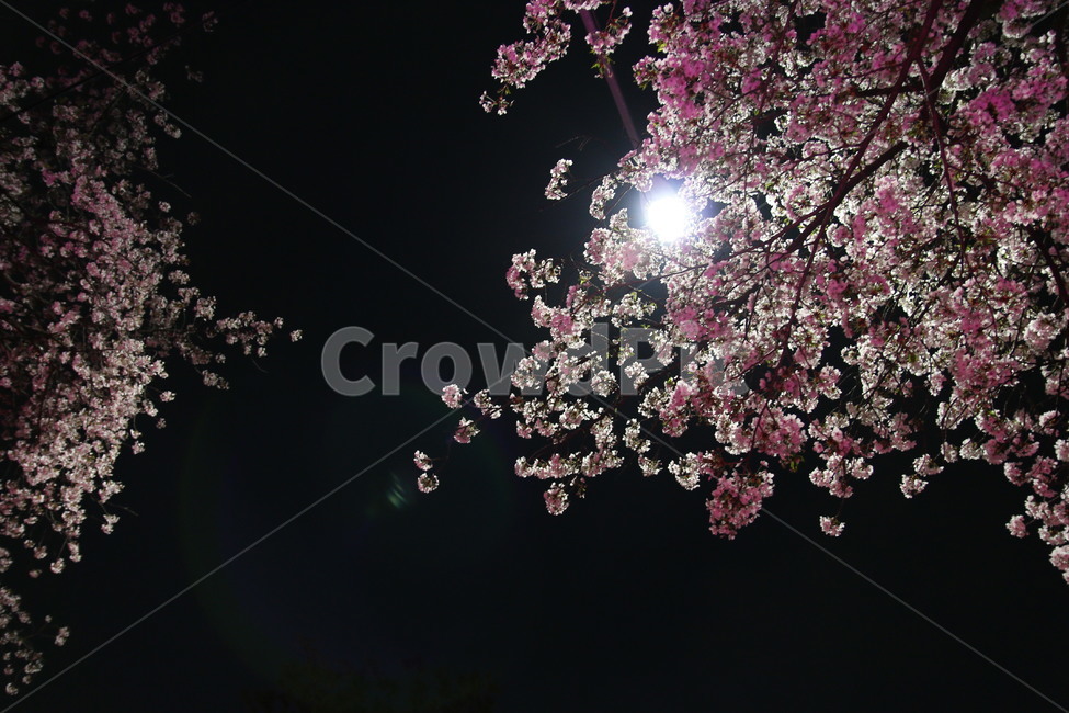 밤,벚꽃,가로등,여의도벚꽃,봄,윤중로,분홍,야경,밤,풍경,nightscape,night,landscape,plant,식물,flower,꽃,cherry blossom,blossom