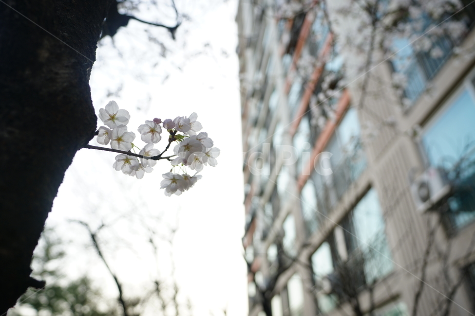 봄,봄꽃,벚꽃,식물,플라워,꽃,감성사진,생명,자연,꽃사진,봄,계절,spring,season,식물,자연,plants,nature,꽃,flower,plant