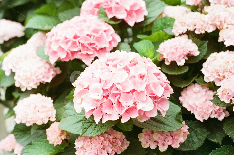 감성사진,필름카메라,풍경,식물,필름,꽃,식물,자연,plants,nature,꽃,flower