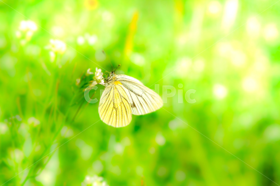 나비,봄,초록,날개,곤충,식물,자연,plants,nature,꽃,flower,동물,animal,곤충,벌레,insect,bug