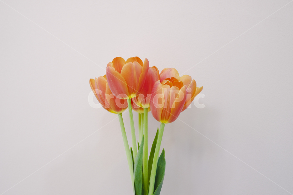 주황튤립,꽃,봄,봄꽃,튤립,튤립축제,식물,식물,자연,plants,nature,꽃,flower,실내용화초,화분,화초,house plant,인테리어,실내디자인,interior design,누끼,remove background