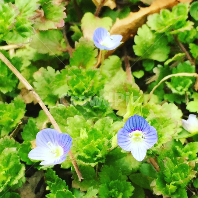 blossom,flower,꽃,plant,식물,제비꽃,spring,봄