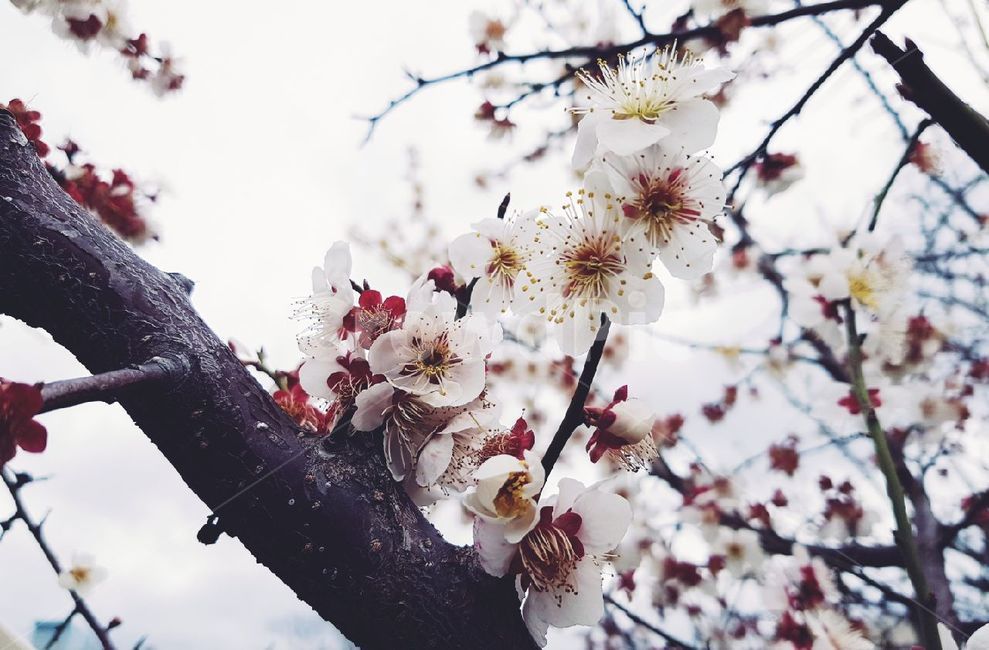 매화,매화꽃,봄,spring,매화나무