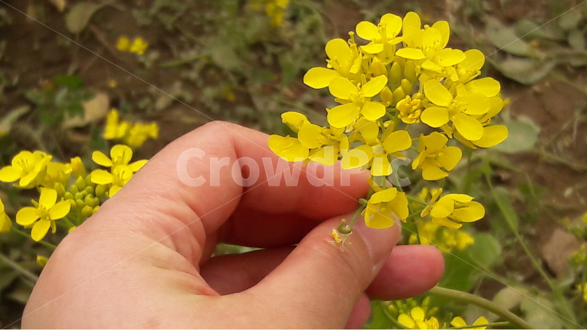 구리유채꽃축제,유채꽃,손,꽃,노랑,식물,자연,plants,nature,꽃,flower,사람,인물,인간,human,person,신체일부,몸,body