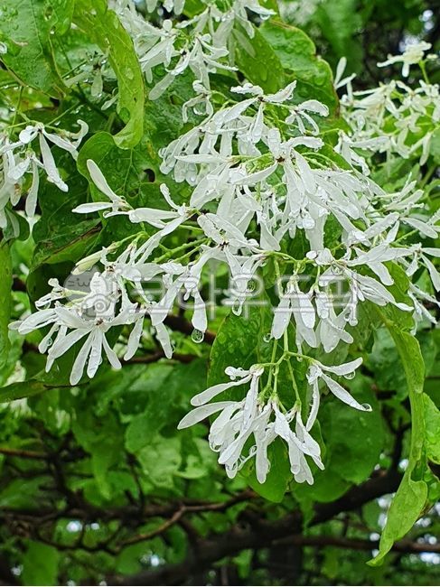 이팝나무,이팝나무꽃,식물,plant,flower,꽃,물푸레나무과