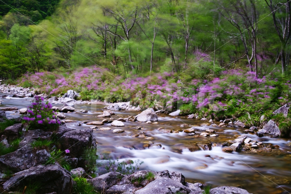 계곡,수달래,바람,산,물,꽃,철쭉,자연,풍경,nature,landscape,봄,계절,spring,season,water,outdoors,옥외,stream,흐름,creek,작은 만,plant,식물