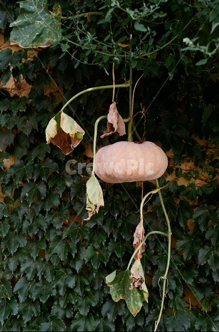 plant,식물,leaf,잎,호박,넝쿨,pumpkin,vine